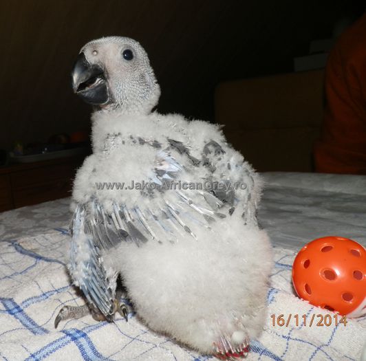 papagal jako (2) 22 - papagali blanzi Jako African Grey - Timisoara