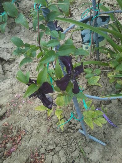 dark eyes-toki-hemerocallis strowberry candy - Clematite 2014