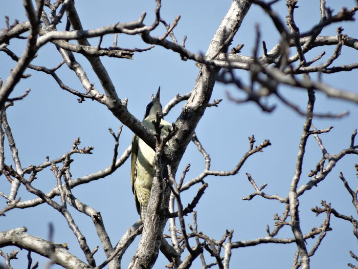 si o gheonoaie verde - n-vizitatorii gradinii-2014