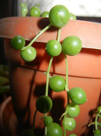 Senecio rowleyanus (2014, Nov.20) - Senecio rowleyanus