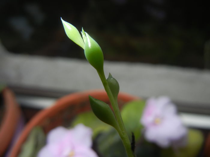 Senecio rowleyanus (2014, Nov.20) - Senecio rowleyanus