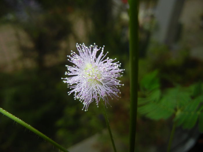 Mimosa pudica (2014, November 23) - Mimosa pudica