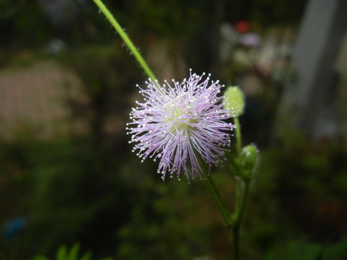 Mimosa pudica (2014, November 23) - Mimosa pudica