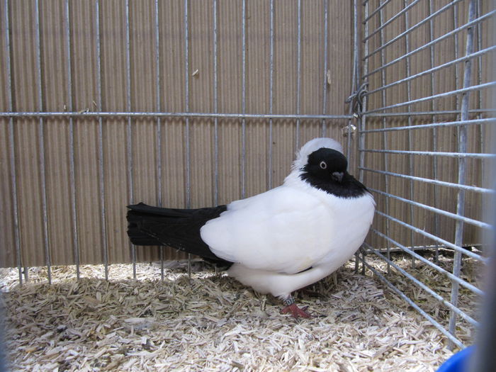 Ulm 2014 149