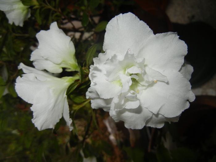 White Azalea (2014, November 23)