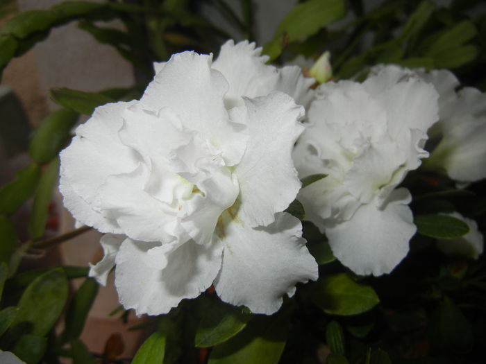 White Azalea (2014, November 23)