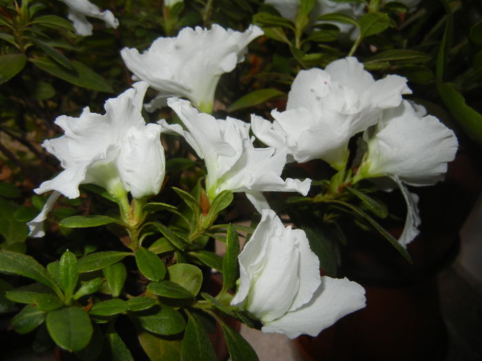 White Azalea (2014, November 23) - Azalea White