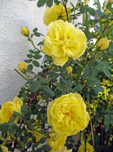 persian yellow roses - 2014 achizitii