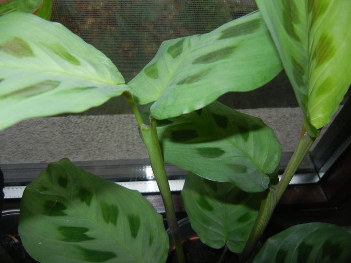 Maranta leuconeura var. Kerchoveana; (2014, November 20)
