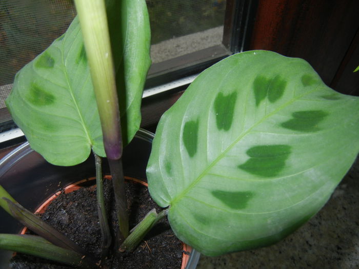 Maranta leuconeura var. Kerchoveana; (2014, November 20)
