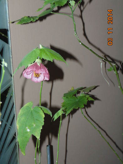 DSC06003 - Florile mele 2