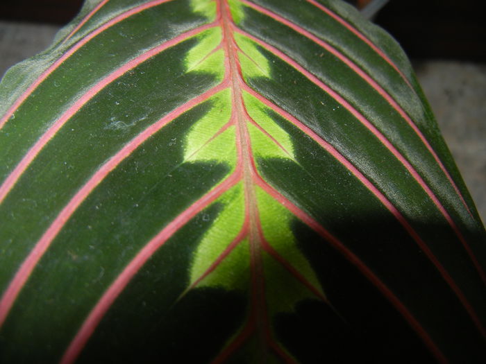 Maranta Erythroneura (2014, Nov.20) - Maranta leuconera Erythroneura