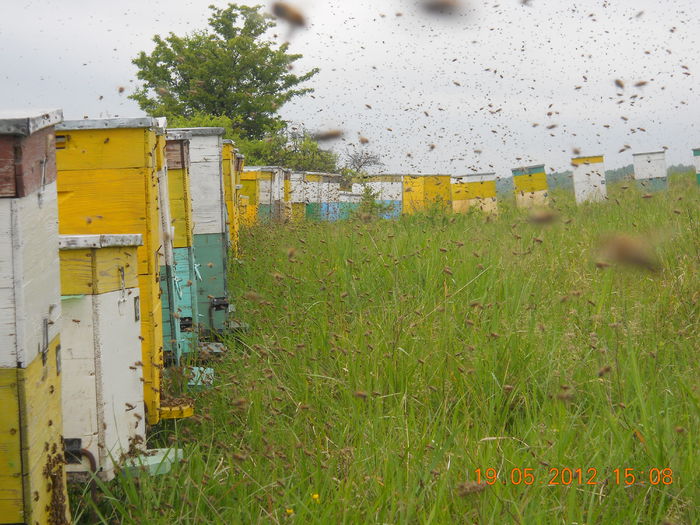 CULES LA SALCAM; CULES LA SALCAM
