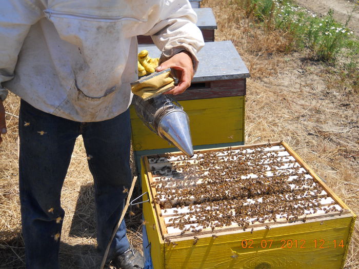 STUP LA EXTRAS LA FLOAREA SOARELUI IN INSULA MARE A BRAILEI