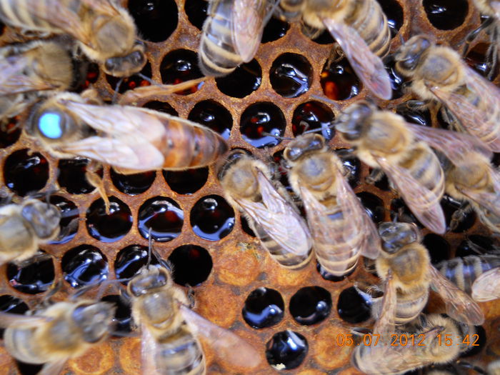 MATCA IN CAUTARE DE CELULE GOALE