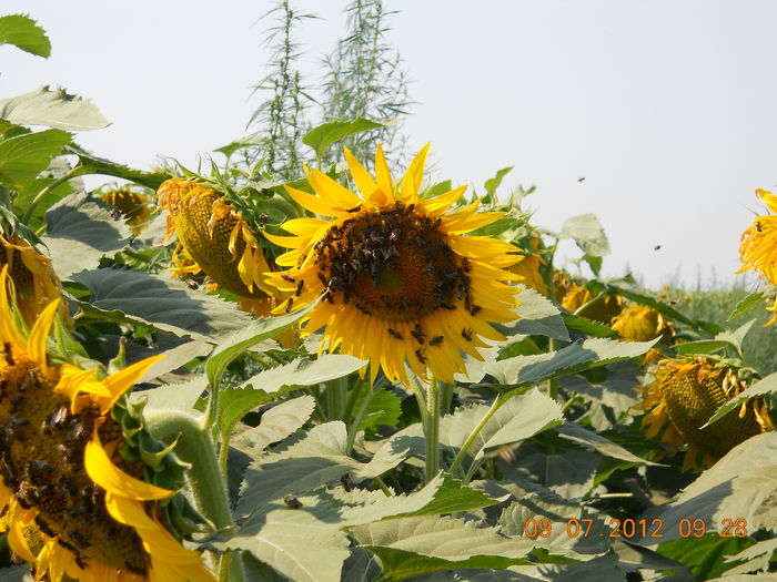 LA TERMINAREA CULESULUI LA O STUPINA APROPIATA