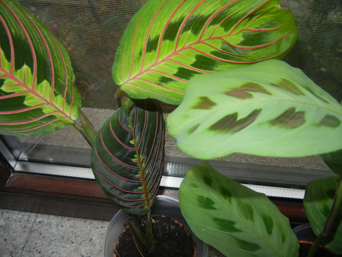 Marantas_Prayer Plants (2014, Nov.20) - FLOWERS and LEAVES