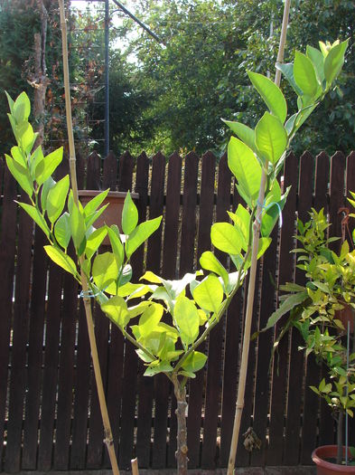 oct  2014; mandarinul are un boboc
