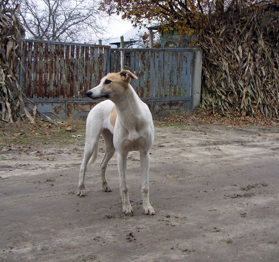 ogarca 001 - ogary greyhound album