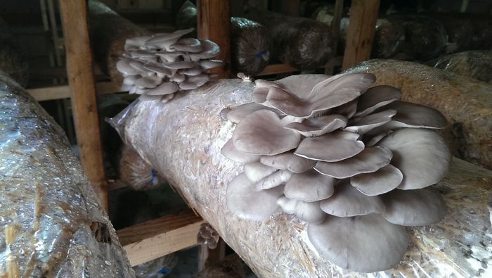 IMAG0747 - Ciuperci pleurotus