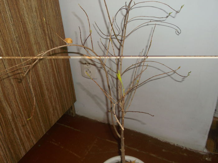 Rodiu da frunze din nou 23,11,2014