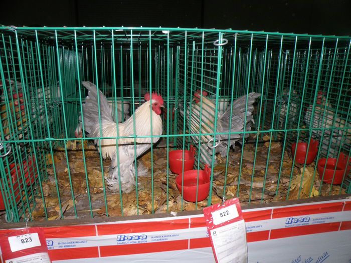 PB221130 - Expo Nitra-Slovacia nov 2014