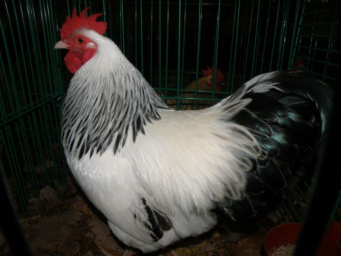 PB221139
