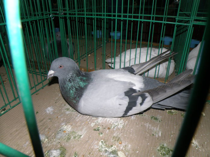 PB221209