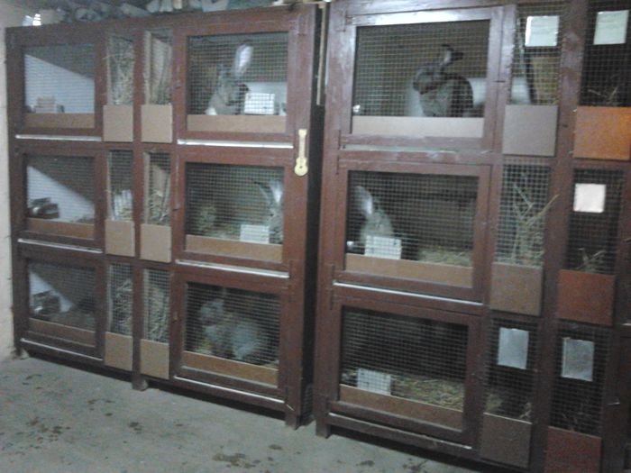 2014-11-20 22.34.04; am renovat custile
