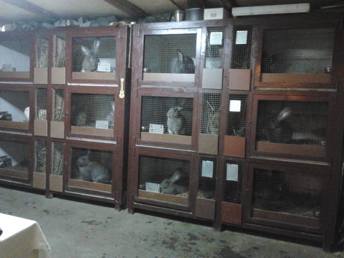 2014-11-20 22.35.31; le-am si revopsit
