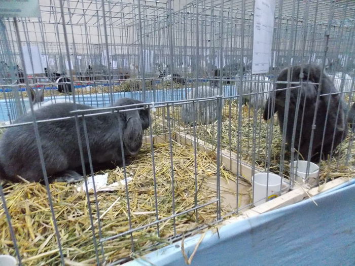 DSCN1615 - EXPO-2014-HOBBY CENTRUM BV