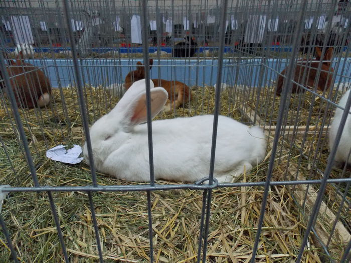 DSCN1626 - EXPO-2014-HOBBY CENTRUM BV