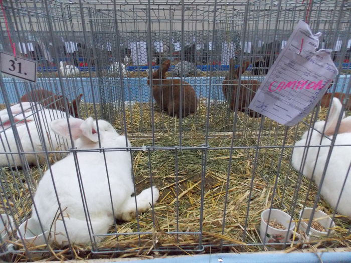 DSCN1628 - EXPO-2014-HOBBY CENTRUM BV