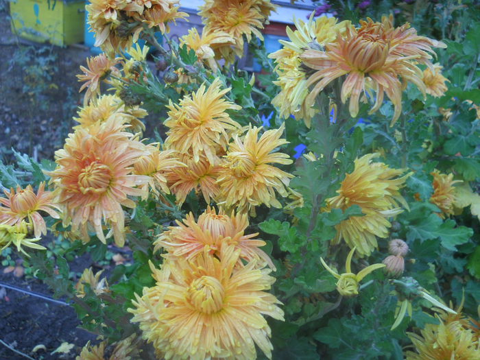 DSCN8891 - gradina flori 2014-2