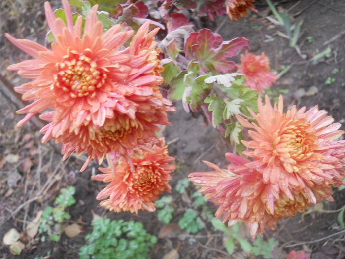 DSCN8892 - gradina flori 2014-2