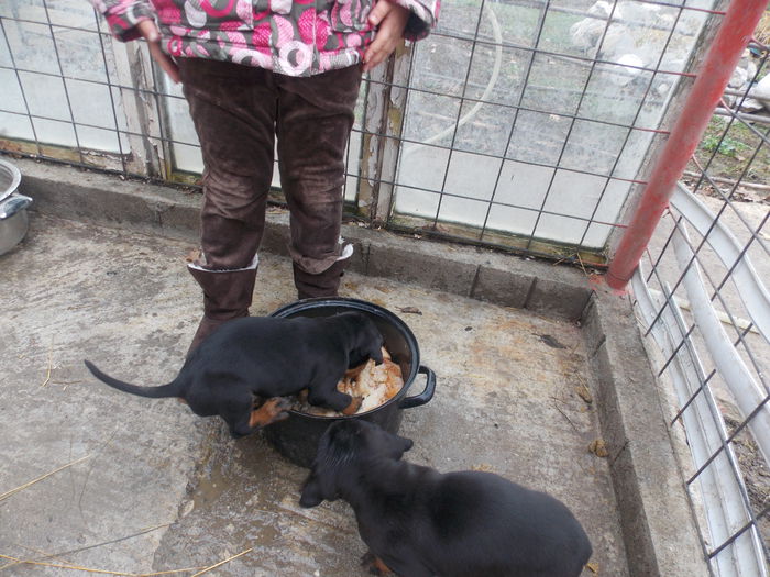 tica hala 446 - Catei 2014 Noiembrie