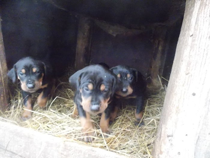 tica hala 449 - Catei 2014 Noiembrie