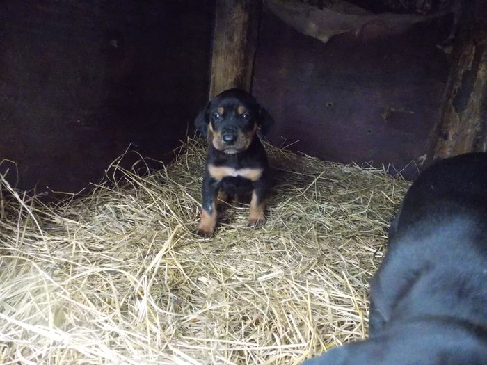 tica hala 453 - Catei 2014 Noiembrie