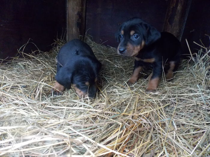 tica hala 454 - Catei 2014 Noiembrie