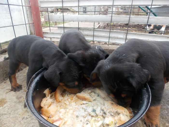 tica hala 456 - Catei 2014 Noiembrie