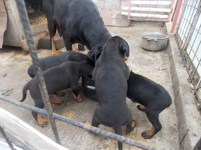 tica hala 459 - Catei 2014 Noiembrie