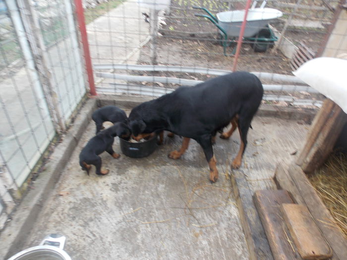 tica hala 461 - Catei 2014 Noiembrie