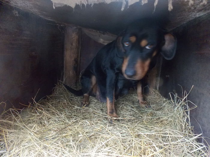 tica hala 463 - Catei 2014 Noiembrie