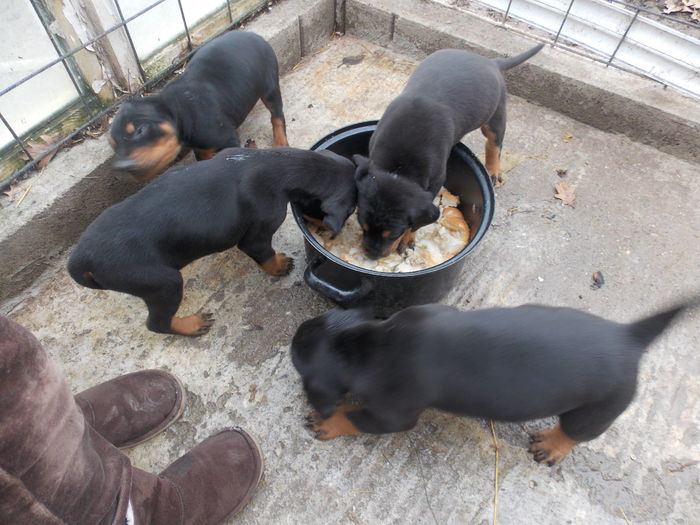 tica hala 464 - Catei 2014 Noiembrie