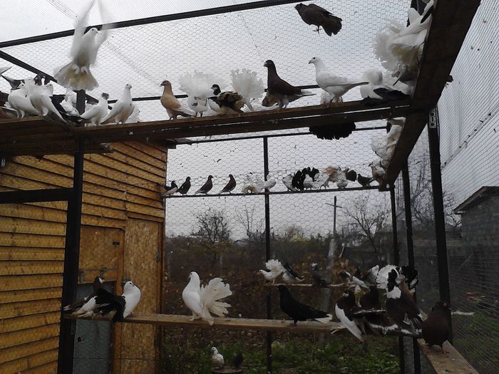 IMG_20141123_145949_0 - la gramada noiembrie 2014