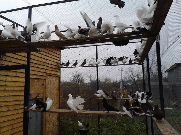 IMG_20141123_145952_0 - la gramada noiembrie 2014