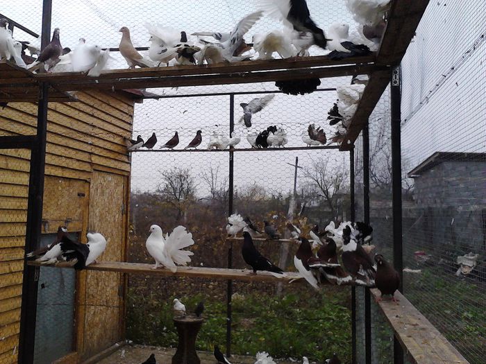 IMG_20141123_145956_0 - la gramada noiembrie 2014