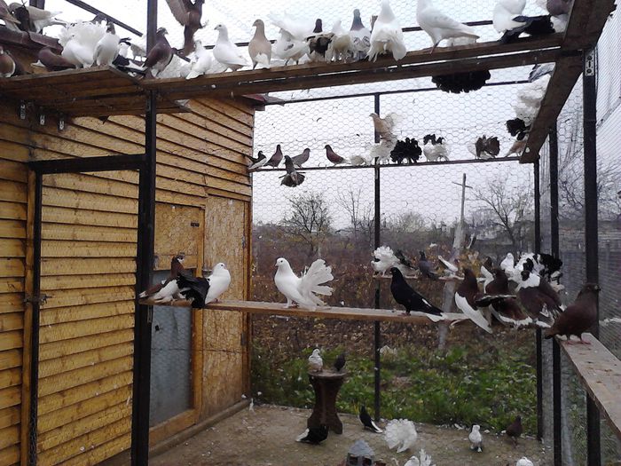 IMG_20141123_150003_0 - la gramada noiembrie 2014