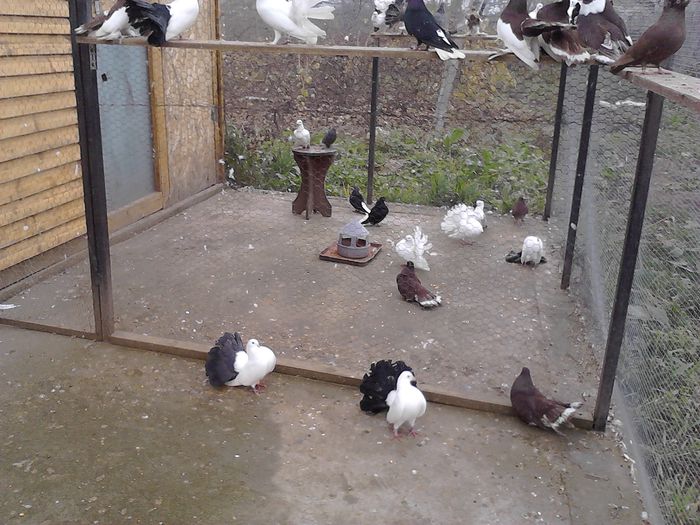 IMG_20141123_150011_0 - la gramada noiembrie 2014