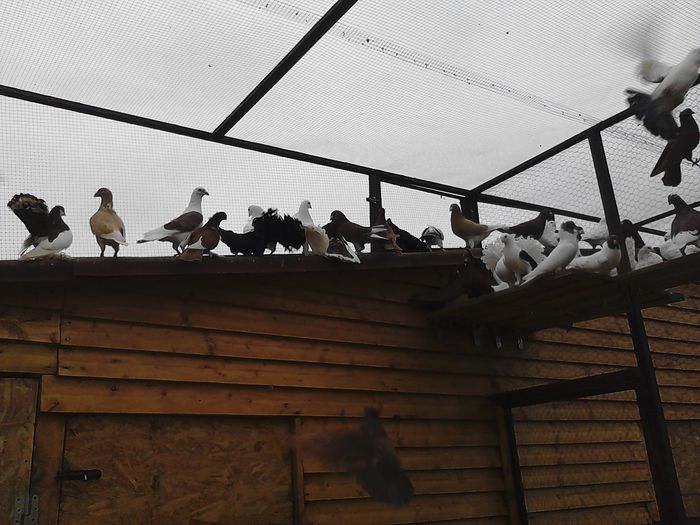 IMG_20141123_150018_0 - la gramada noiembrie 2014